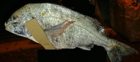 残りメバルを探してデカメバル